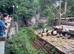 夏天看熊猫要趁早