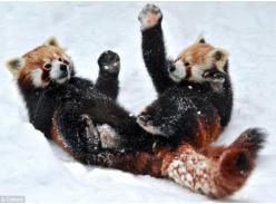 雪地上演“功夫熊猫” 疾如风快如电