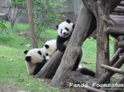 潘达妹子秀技能