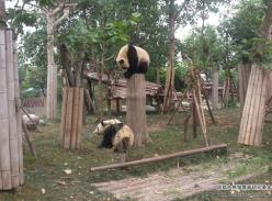 谁与争锋，熊猫也寂寞