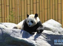 加拿大多伦多动物园举行大熊猫开展仪式