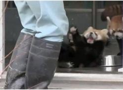 日本一小熊猫受惊四脚朝天 被封“表情帝”