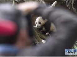 大熊猫宝宝“小礼物”首迎客