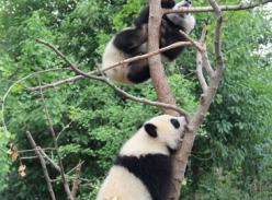 “思一”的爬树运动