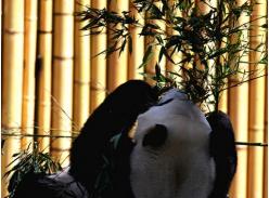 大熊猫多伦多亮相首日 成最受瞩目大明星