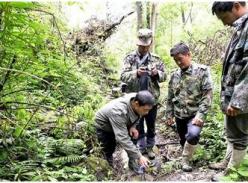 蜂桶寨自然保护区巡查员探寻震后大熊猫 大熊猫没搬家