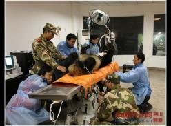 四姑娘山野生大熊猫获救 目前情况稳定