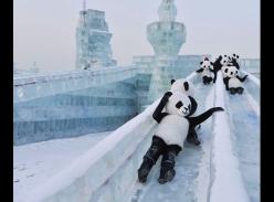 哈尔滨冰雪大世界 “大熊猫”憨态可掬