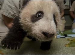 美国圣迭戈动物园的熊猫宝宝极其活泼健康