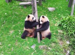 成都熊猫基地两只熊猫赴北京参加园博会