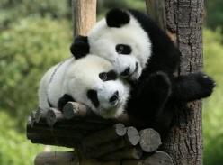 移居阆中一年 大熊猫“娜娜”、“融融”适应新生活