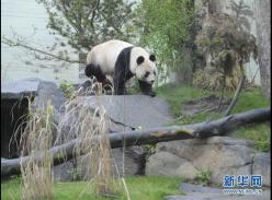 爱丁堡动物园大熊猫接受人工受孕