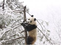 秦岭功夫熊猫萌翻网友