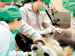 赠台大熊猫“孕事”将近
