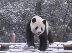 武汉瑞雪纷飞 熊猫“伟伟”戏雪忙