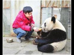 结束检疫生活 大熊猫“福虎”爱上“家乡菜