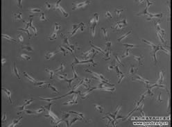 研究人员首次从大熊猫骨髓中分离到了间充质干细胞