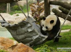 熊猫公主 “欢欢”倒霉的一天