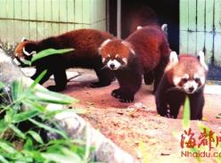 3只“福州籍”小熊猫将赠台 或今年12月之前赴台