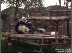 艳阳高照熊猫基地熊猫爱上冰块