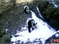 世界自然基金会集中公布野生大熊猫红外影像资料