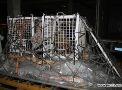 旅日大熊猫“梅浜”“永浜”昨晚回蓉