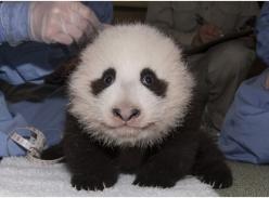 美国圣迭哥动物园第六只新生熊猫命名“小礼物”