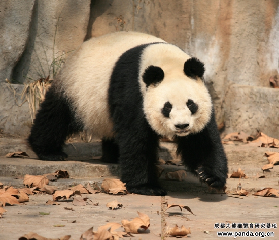 虽然已经快27岁，但却一点不显老态，貌美依然如初。