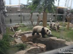 大熊猫“开开”、 “心心”清凉一夏