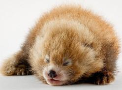 英国动物园网晒红熊猫宝宝萌照