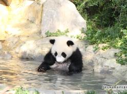 熊猫宝宝“淼淼”的洗澡示范