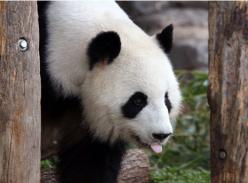 旅美大熊猫“伦伦”出现早期怀孕症状