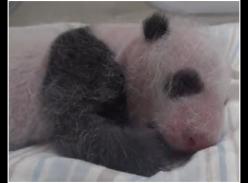 “圆仔”啃小手伸懒腰　可爱指数破表！