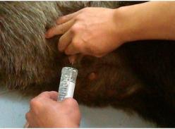 赠台大熊猫“圆圆”乳汁质量高 宝宝健康成长