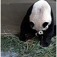 大陆赠台熊猫疼爱布偶幼崽 发挥母爱沾满口水