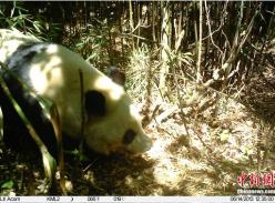 四川越西县境内首次拍到野生大熊猫