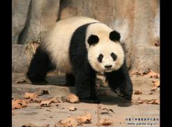 熊猫奶奶“冰冰”