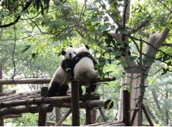 国宝大熊猫的秘密之滚滚的友谊