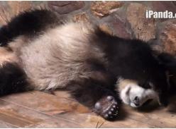 “熊猫频道”走红网络 一举一动萌翻天