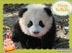 我们的奥运宝宝“奥莉奥”一周岁啦