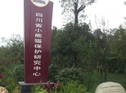 悠闲自得小熊猫