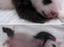 大陆赠台大熊猫长女满月 今起征芳名