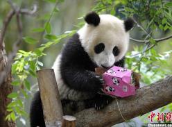 大熊猫美国圣地亚哥动物园庆生 呆萌可爱惹人怜