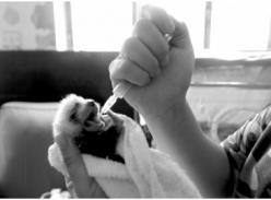 北方地区诞生首个小熊猫