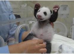 大陆赠台熊猫幼崽频频举手“投降”？ 动物园解惑