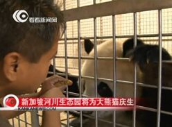 新加坡河川生态园将为大熊猫庆生