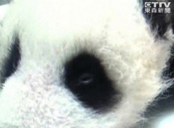 大陆赠台熊猫千金“圆仔”眼睛半睁 越来越有神