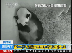 奥地利：第三只大熊猫宝宝在维也纳出生