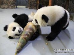 “玩具”——笋子