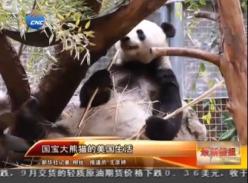 国宝大熊猫的美国生活（视频）